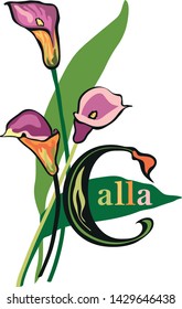 Vector illustration - Flower ABC, letter C - callas