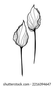 vector illustration flower abstract tulip black and white