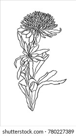 Vector  illustration Flower Asters with leaves Art nouveau