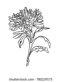 Vector illustration Flower Asters with leaves Art nouveau