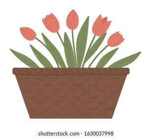 Vector illustration of flower bed. Garden decorative basket like flowerbed with tulips. Beautiful spring and summer plants, herbs and flowers