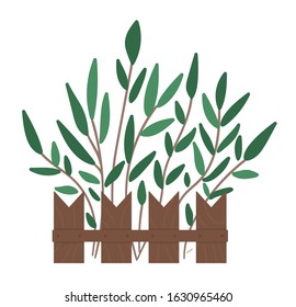Vector illustration of flower bed. Garden decorative flowerbed with plants. Beautiful spring and summer herbs