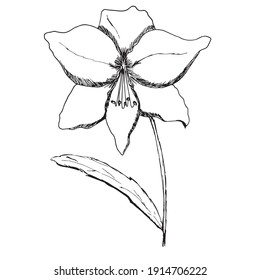 Vector illustration of a flower. Black and white image of a flower in the doodle style. Isolated picture drawn with lines