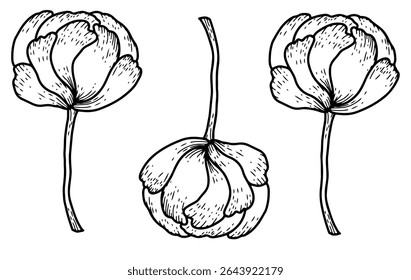 Ilustración vectorial de la flor en blanco y negro