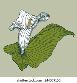 vector illustration - flower calla