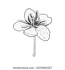 Ilustración vectorial de la flor de cerezo, sakura, manzana, ciruela, ciruela de cerezo silvestre, cereza de ave. Borde negro de pétalos, dibujo gráfico. Para postal, diseño y composición, decoración, impresiones, pegatinas