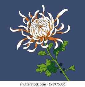 Vector illustration of flower chrysanthemum
