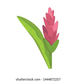 Vector Illustration Of Flower And Ginger Icon. Set Of Flower And Tropical Vector Icon For Stock.