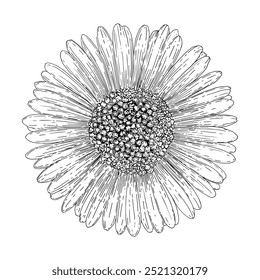 vector illustration flower hand draw