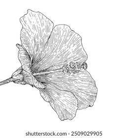 vector illustration flower hand drawing