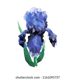Vector illustration of a flower of iris in low-poly style.