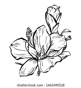 Vector  illustration of flower isolated on white background. Hand draw magnolia.