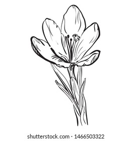 Vector  illustration of flower isolated on white background. Hand draw crocus.