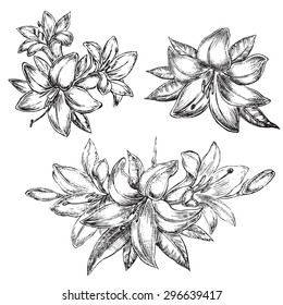 The vector illustration "flower lily sketch illustration" for design