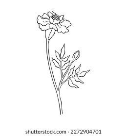 Vector illustration of flower. Marigold, carnation flower. Contour, doodle, tattoo,  silhouette. Isolated on white background.