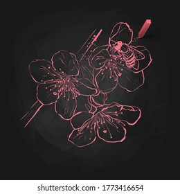 Vector illustration of flower on blackboard. Sakura flower with bee. Sketch of cherry flower