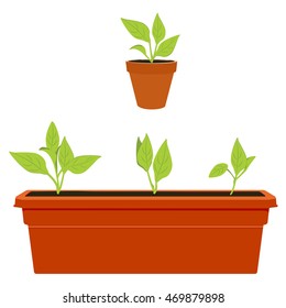 Vector illustration flower, plant growing in a pot. Potted plant icon. Little plant seedling. Seedling icon
