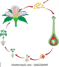 Vector Illustration Of A Flower Pollination, Reproduction In Plant Diagram