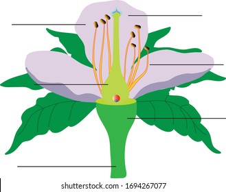 Vector Illustration of a Flower Pollination, Reproduction in Plant Diagram, Online Education