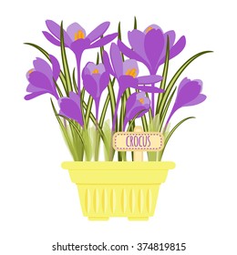 Vector illustration with flower pot in flat style. Vector crocus isolated on white background 