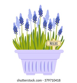 Vector illustration with flower pot in flat style. Vector muscari isolated on white background 