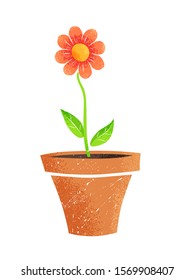 Vector illustration of flower in pot isolated on white background.