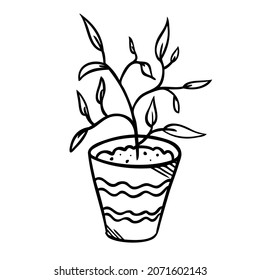 Vector illustration of a flower in a pot and sketch hand drawn
