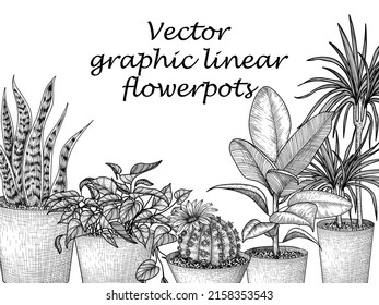 Vector illustration of flower pots in engraving style. Graphic linear dracaena, lobivia cactus, sansevieria, ficus, scindapsus