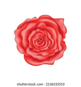 Ilustración vectorial de una flor. Rosa roja sobre un fondo blanco.