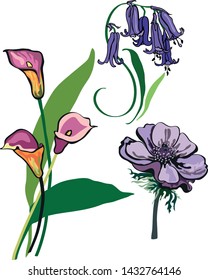 Vector illustration – Flower set – anemone, bluebell, callas