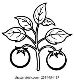 vector illustration of a flower. Tomato Plant Illustration. tomato tree with two tomato line art vector on a white background.