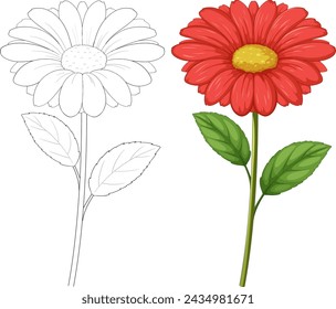 Vector illustration of a flower in two stages.