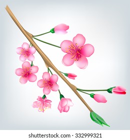 Vector illustration of a flowered sakura, japanese cherry tree