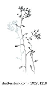 Vector illustration of flowers
