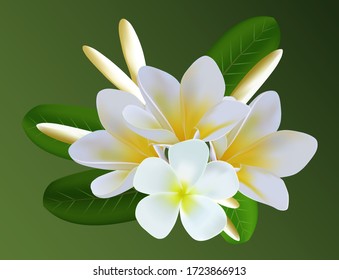 Vector illustration flowers, vector