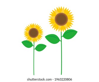Vector illustration of sunflowers.　Summer flowers.