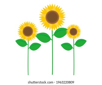 Ilustración vectorial de los girasoles. Flores de verano.
