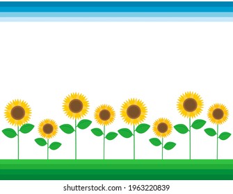 Vector illustration of sunflowers.　Summer flowers.