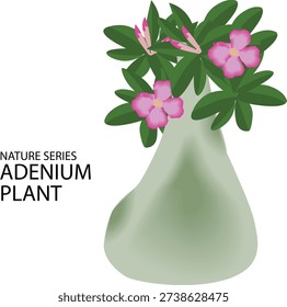 vector illustration of flowers adenium