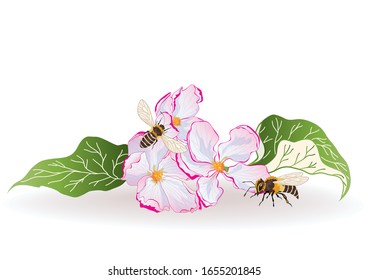 vector illustration with flowers of apple and bees (EPS10)
