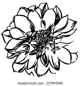 Vector illustration with flowers / black and white