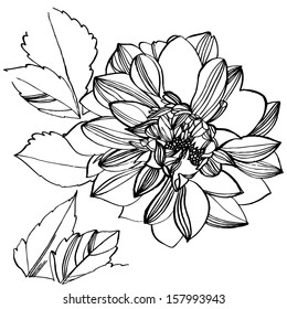Vector illustration with flowers / black and white