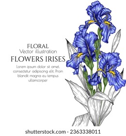 Vector illustration of flowers blue irises in engraving style	
