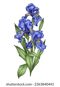 Vector illustration of flowers blue irises in engraving style