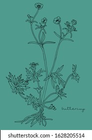 Vector Illustration of Flowers, Buttercup