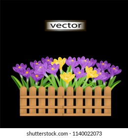 Vector illustration of flowers Crocus bushes plants in a container made of wooden decorative fence, isolated on black background.