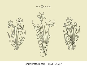 Vector Illustration of Flowers, Daffodil