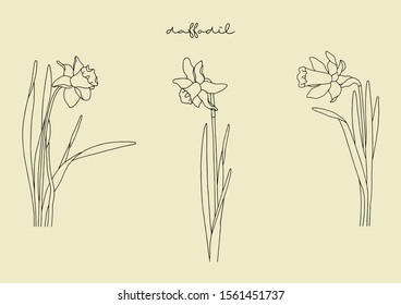 Vector Illustration of Flowers, Daffodil svg