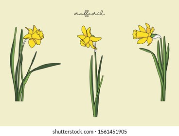 Vector Illustration Of Flowers, Daffodil