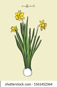 Vector illustration of flowers, Daffodil